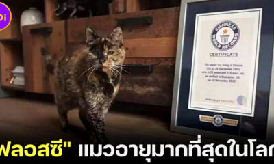 "น้องฟลอสซี (Flossi)" จากแมวจรสู่เจ้าของสถิติโลก "แมวอายุมากที่สุดในโลกที่ยังมีชีวิตอยู่"