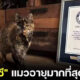 "น้องฟลอสซี (Flossi)" จากแมวจรสู่เจ้าของสถิติโลก "แมวอายุมากที่สุดในโลกที่ยังมีชีวิตอยู่"