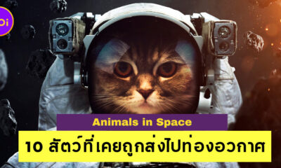 รู้แล้วอึ้ง! เผย 10 สัตว์ที่เคยถูกส่งไปท่องอวกาศ ไม่ได้มีแค่หมากับลิง!