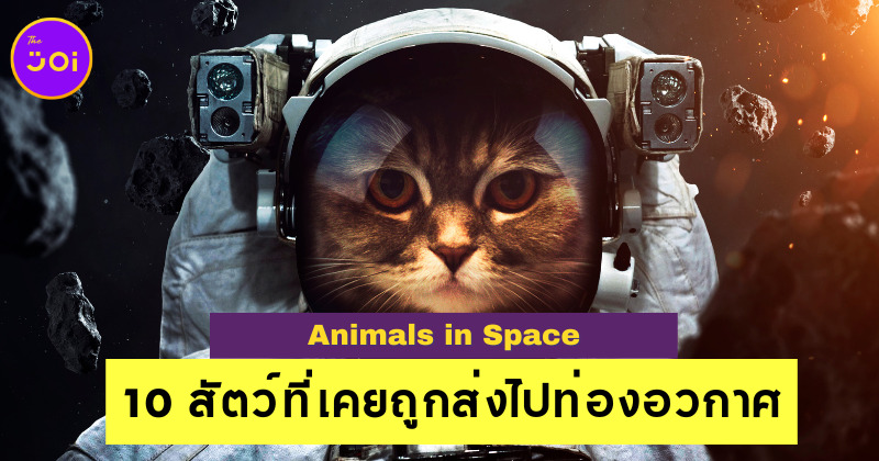 รู้แล้วอึ้ง! เผย 10 สัตว์ที่เคยถูกส่งไปท่องอวกาศ ไม่ได้มีแค่หมากับลิง!