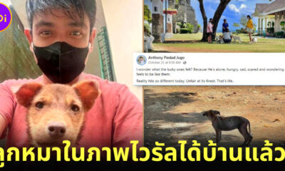โซเชียลชื่นชมหนุ่มฟิลิปปินส์รับเลี้ยงลูกหมาผอมโซแอบมองหมามีเจ้าของในภาพไวรัลที่ตัวเองถ่ายไว้