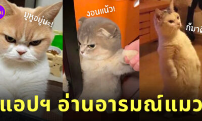Tably แอปอ่านอารมณ์แมว