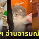 Tably แอปอ่านอารมณ์แมว
