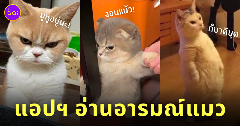 Tably แอปอ่านอารมณ์แมว