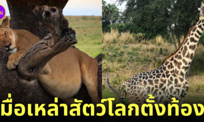 ภาพสัตวโลกตอนตั้งท้องมีลูก