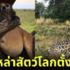 ภาพสัตวโลกตอนตั้งท้องมีลูก