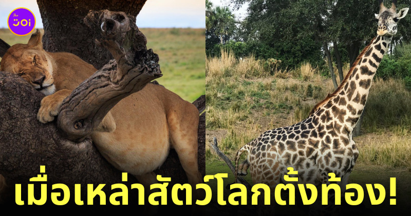 ภาพสัตวโลกตอนตั้งท้องมีลูก