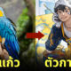 ภาพสิ่งต่าง ๆ กลายเป็นตัวการ์ตูน