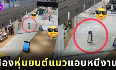 หุ่นยนต์แมวเสิร์ฟอาหาร