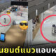 หุ่นยนต์แมวเสิร์ฟอาหาร