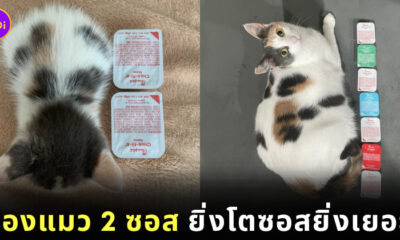 พอลลี่ แมว 2 ซอส