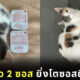 พอลลี่ แมว 2 ซอส