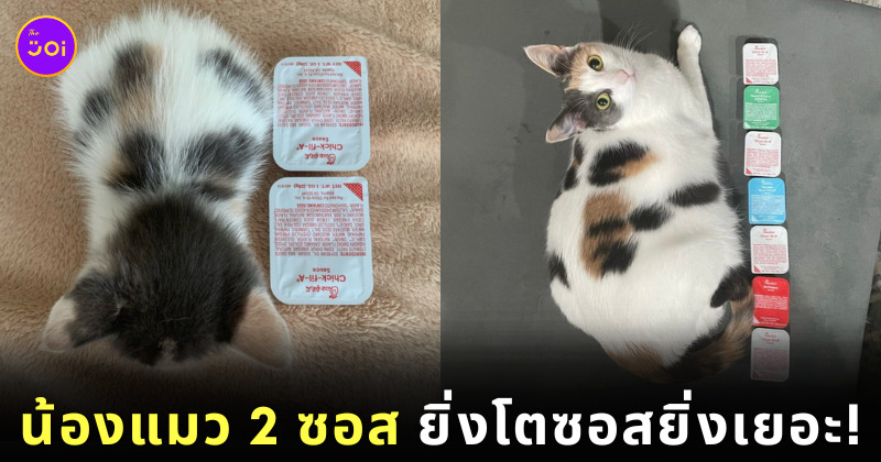 พอลลี่ แมว 2 ซอส