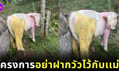 น้องวัวใส่ชุดนอนกันหนาว