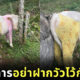 น้องวัวใส่ชุดนอนกันหนาว