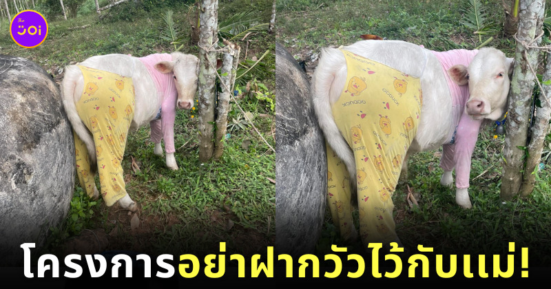น้องวัวใส่ชุดนอนกันหนาว