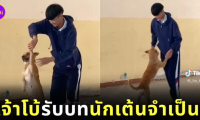 จับคู่กับหมาในโรงเรียนเต้นลีลาศ