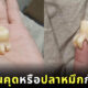 ฟันคุดเหมือนปลาหมึก