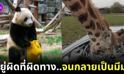 มีมสัตว์โลกสุดฮา