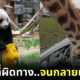 มีมสัตว์โลกสุดฮา