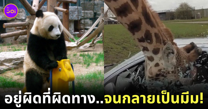 มีมสัตว์โลกสุดฮา