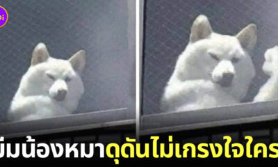 มีมหมาโชว์กล้าม ดุดันไม่เกรงใจใคร krit tone