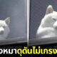 มีมหมาโชว์กล้าม ดุดันไม่เกรงใจใคร krit tone