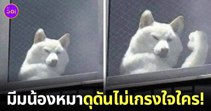 มีมหมาโชว์กล้าม ดุดันไม่เกรงใจใคร krit tone