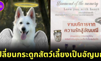 คนรักสัตว์ถูกใจสิ่งนี้! สัตวแพทย์มช. เปลี่ยนกระดูกสัตว์เลี้ยงเป็นอัญมณี