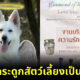 คนรักสัตว์ถูกใจสิ่งนี้! สัตวแพทย์มช. เปลี่ยนกระดูกสัตว์เลี้ยงเป็นอัญมณี
