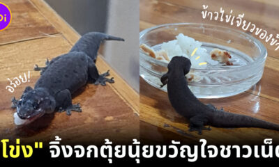 สาวแชร์ภาพเลี้ยง “ไอ้โข่ง” จิ้งจกน้อยหุ่นสลาตันน่ารักจนใจเจ็บ ชาวเน็ตแห่เอ็นดูจนเป็นไวรัล!