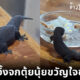 สาวแชร์ภาพเลี้ยง “ไอ้โข่ง” จิ้งจกน้อยหุ่นสลาตันน่ารักจนใจเจ็บ ชาวเน็ตแห่เอ็นดูจนเป็นไวรัล!