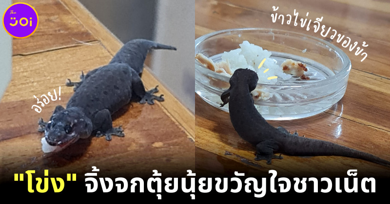 สาวแชร์ภาพเลี้ยง “ไอ้โข่ง” จิ้งจกน้อยหุ่นสลาตันน่ารักจนใจเจ็บ ชาวเน็ตแห่เอ็นดูจนเป็นไวรัล!