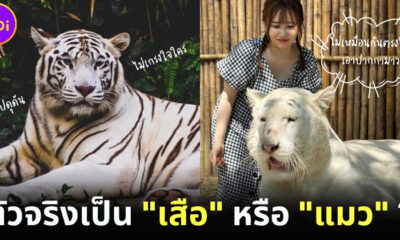 สาวญี่ปุ่นลงทุนบินมาเจอเสือขาวในไทย เพราะเห็นรูปแล้วชอบมาก แต่ตัวจริงกลับเหมือนแมวซะงั้น!