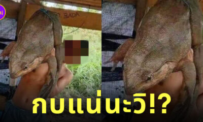 กบภูเขาตัวใหญ่ ยะลา