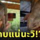 กบภูเขาตัวใหญ่ ยะลา