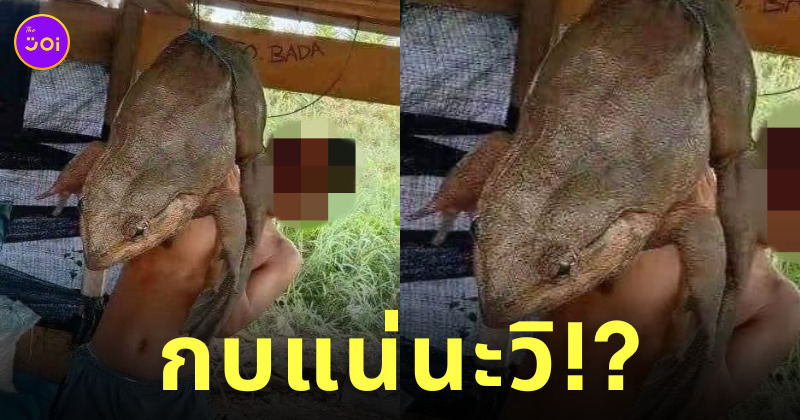 กบภูเขาตัวใหญ่ ยะลา