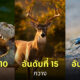 Fleem Template The Joi FBWebsite 3 4