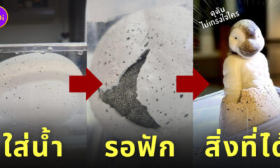 ของเล่นไข่นกเพนกวิน ไม่ตรงปก
