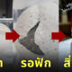 ของเล่นไข่นกเพนกวิน ไม่ตรงปก