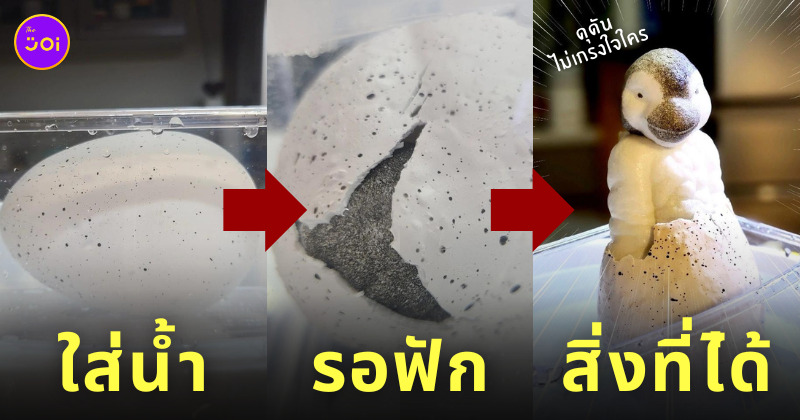 ของเล่นไข่นกเพนกวิน ไม่ตรงปก