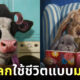 ภาพวาดสัตว์โลกใช้ชีวิตแบบมนุษย์ Lucia Heffernan