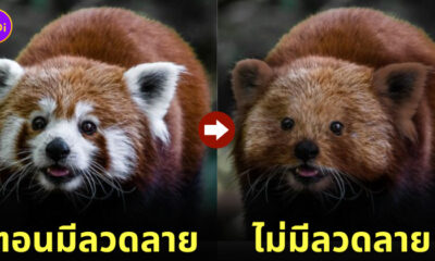 ภาพสัตว์โลกโดนลบลวดลายจุดเด่นออกไป