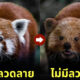 ภาพสัตว์โลกโดนลบลวดลายจุดเด่นออกไป