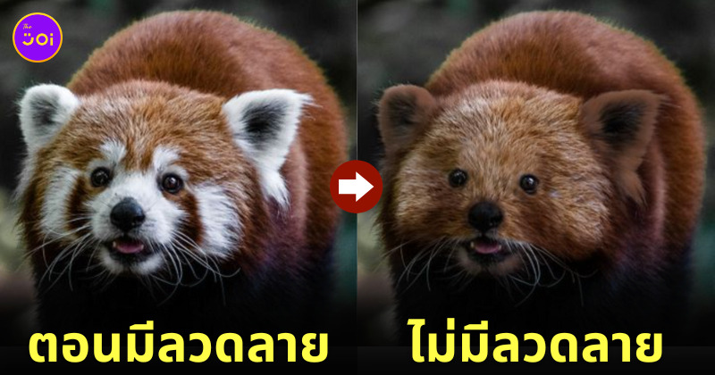 ภาพสัตว์โลกโดนลบลวดลายจุดเด่นออกไป