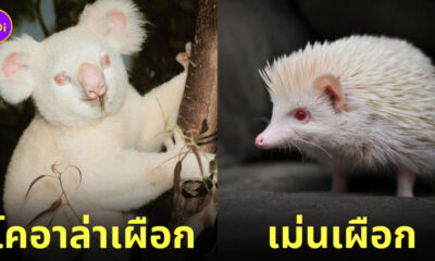 ภาพสัตว์เผือกน่ารัก สัตว์โลกน่ารัก