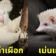 ภาพสัตว์เผือกน่ารัก สัตว์โลกน่ารัก