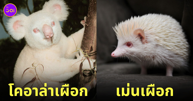 ภาพสัตว์เผือกน่ารัก สัตว์โลกน่ารัก