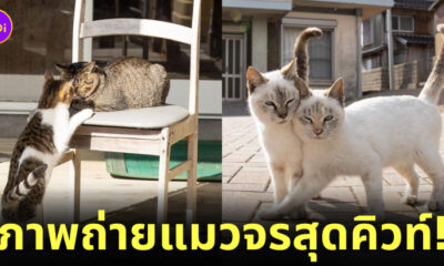 ภาพแมวจรจัด ช่างภาพชาวญี่ปุ่น Masayuki Oki