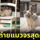 ภาพแมวจรจัด ช่างภาพชาวญี่ปุ่น Masayuki Oki